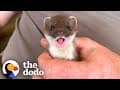 Tiny Baby Stoat Has The Best Reaction When She Meets Someone Like Her | The Dodo Little But Fierce