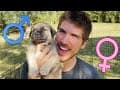 Naming My Rescue Puppies & Revealing Their Genders!