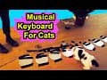 Musical Keyboard For Cats - Make Your Cat A Musical Virtuoso - YOUTUBE SECRET SANTA