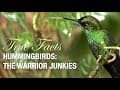 True Facts: The Hummingbird Warrior