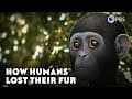 How Humans Lost Their Fur