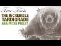 True Facts: The Incredible Tardigrade