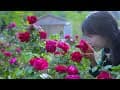 The life of roses.玫瑰花的一生。丨Liziqi Channel