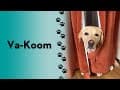 How does your dog react around a vacuum?