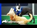 The First Touchdown of Puppy Bowl XVII!