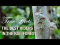 True Facts: Deception in the Rainforest