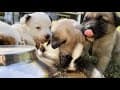 My Rescue Puppies React to Food for the Very First Time!