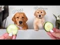 Dog Reviews Food With Baby Puppy | Tucker Taste Test 20