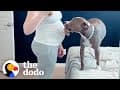 Pittie Can't Stop Pushing Her Snout Into Her Mom's Pregnant Belly | The Dodo Soulmates