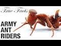 True Facts: Army Ant Riders