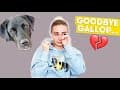 My Guide Dog Retirement Plan + My Next Dog… *very emotional*