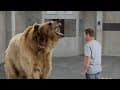 If Real People Commercials were Real Life - CHEVY Fuel Efficiency/Grizzly Bear