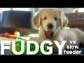 Fudgy, the Golden Retriever Puppy vs Slow Feeder