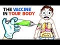 What The Coronavirus Vaccine Does To Your Body