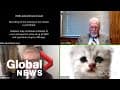 “I’m not a cat” says lawyer during Zoom filter mishap