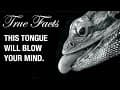 True Facts: Snake and Lizard Tongues