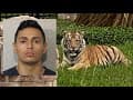 Houston police still looking for tiger and owner who was out on bond on a 2017 murder charge